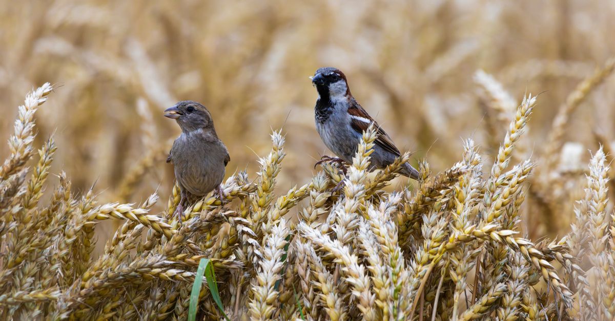 Ce spune Iisus despre grijile zilei de mâine — tâlcuire la Matei 6